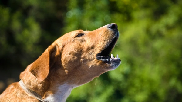 A dog barking