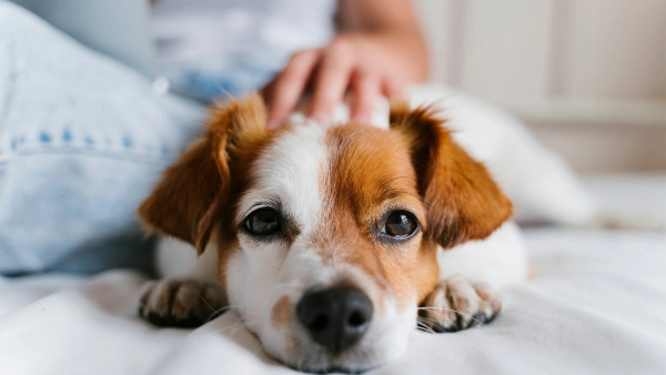 An up close shot of a dog
