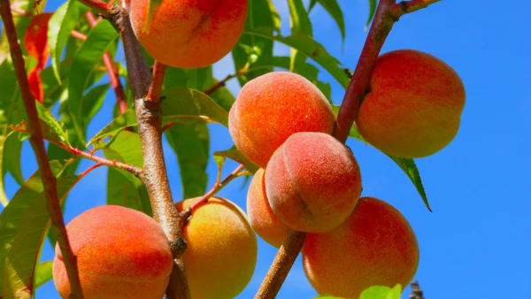 A close-up of a peach tree