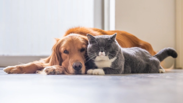 A dog and cat sitting on the floor together