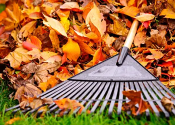 A rake and pile of leaves