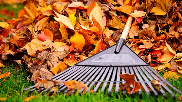 A rake and pile of leaves