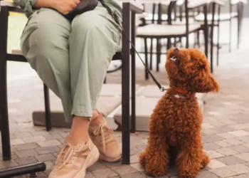 Brown dog waiting at the feet of its owner at an outdoor cafe.