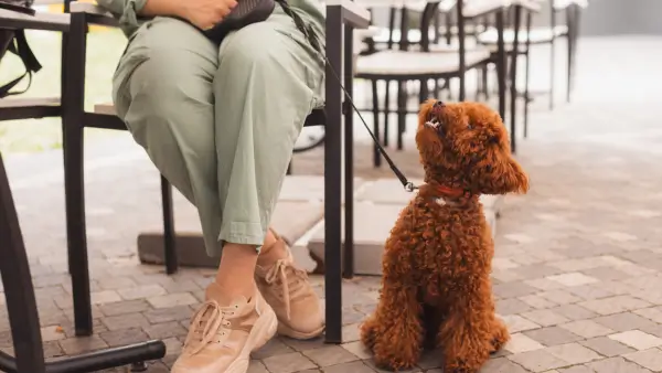 Brown dog waiting at the feet of its owner at an outdoor cafe.