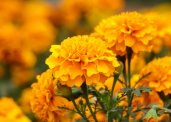 marigold plants