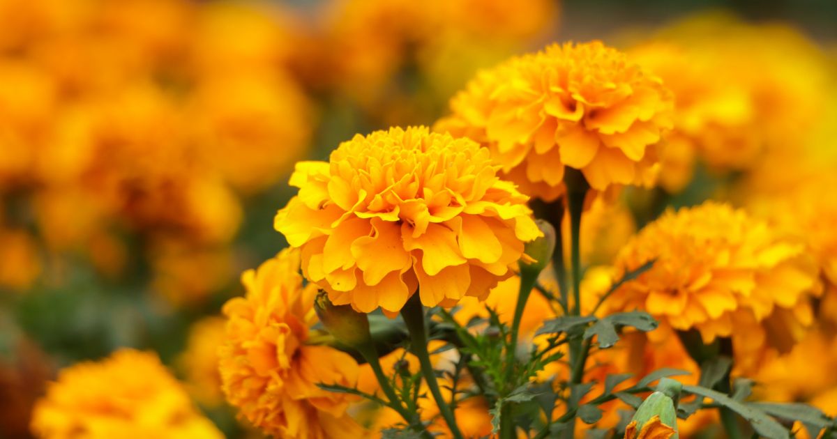 marigold plants