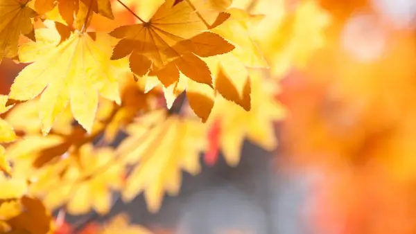 Yellow and orange fall leaves.