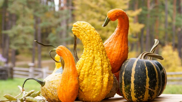 A row of gourds