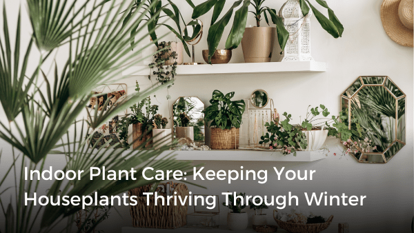 How to Keep Your Indoor Plants Thriving Over Winter