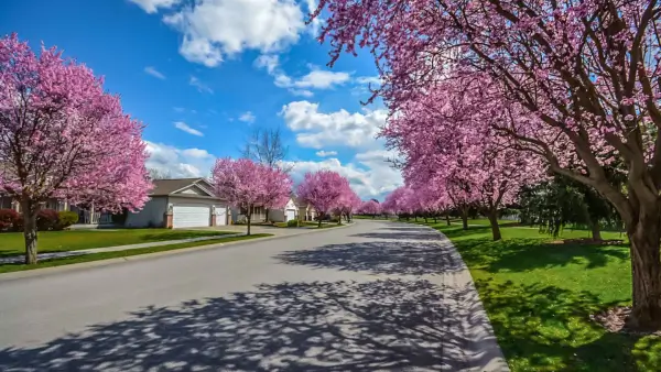 A neighbourhood of houses in spring.