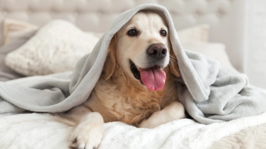 A dog wrapped in a blanket on a bed.