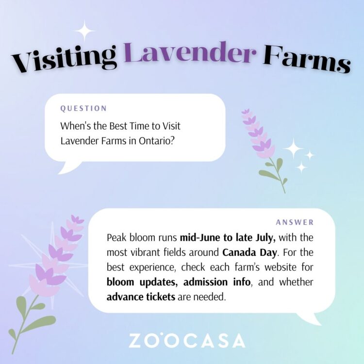 infographic on lavender farms in ontario time