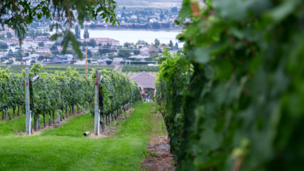 A vineyard in Gibsons, BC
