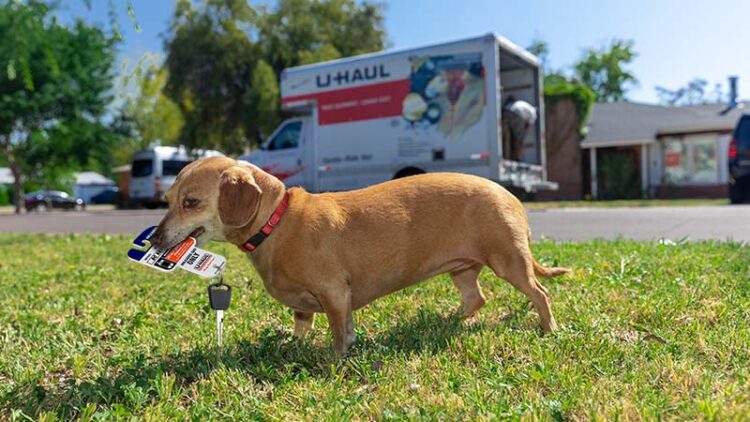 A dog stands in a front yard holding a U-Haul truck rental keys in the dog’s mouth as a customer unloads belongings out of a U-Haul truck rental in the background.