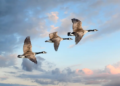 Three geese soar through a cloudy sky.
