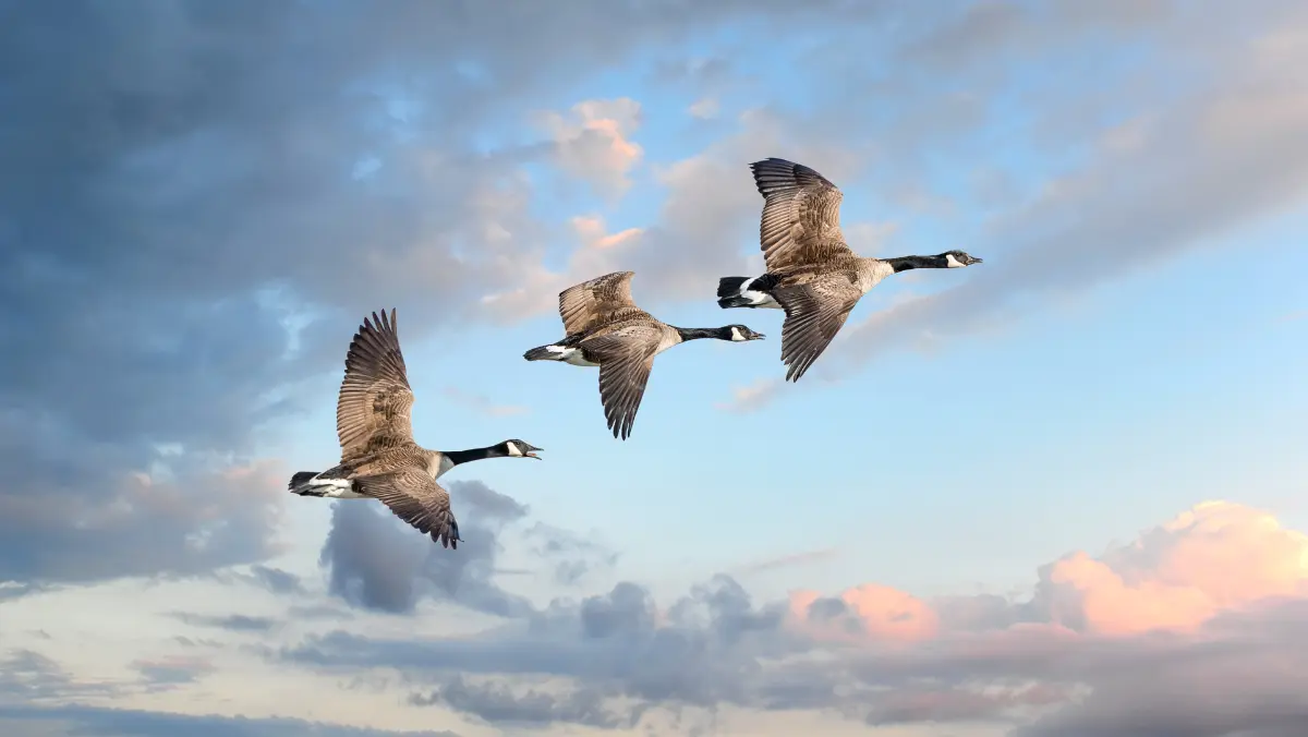 Three geese soar through a cloudy sky.