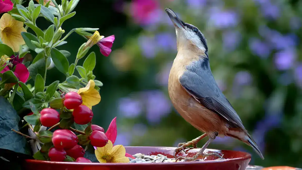 A bird perched on a bird feeder, surrounded by seeds and greenery.