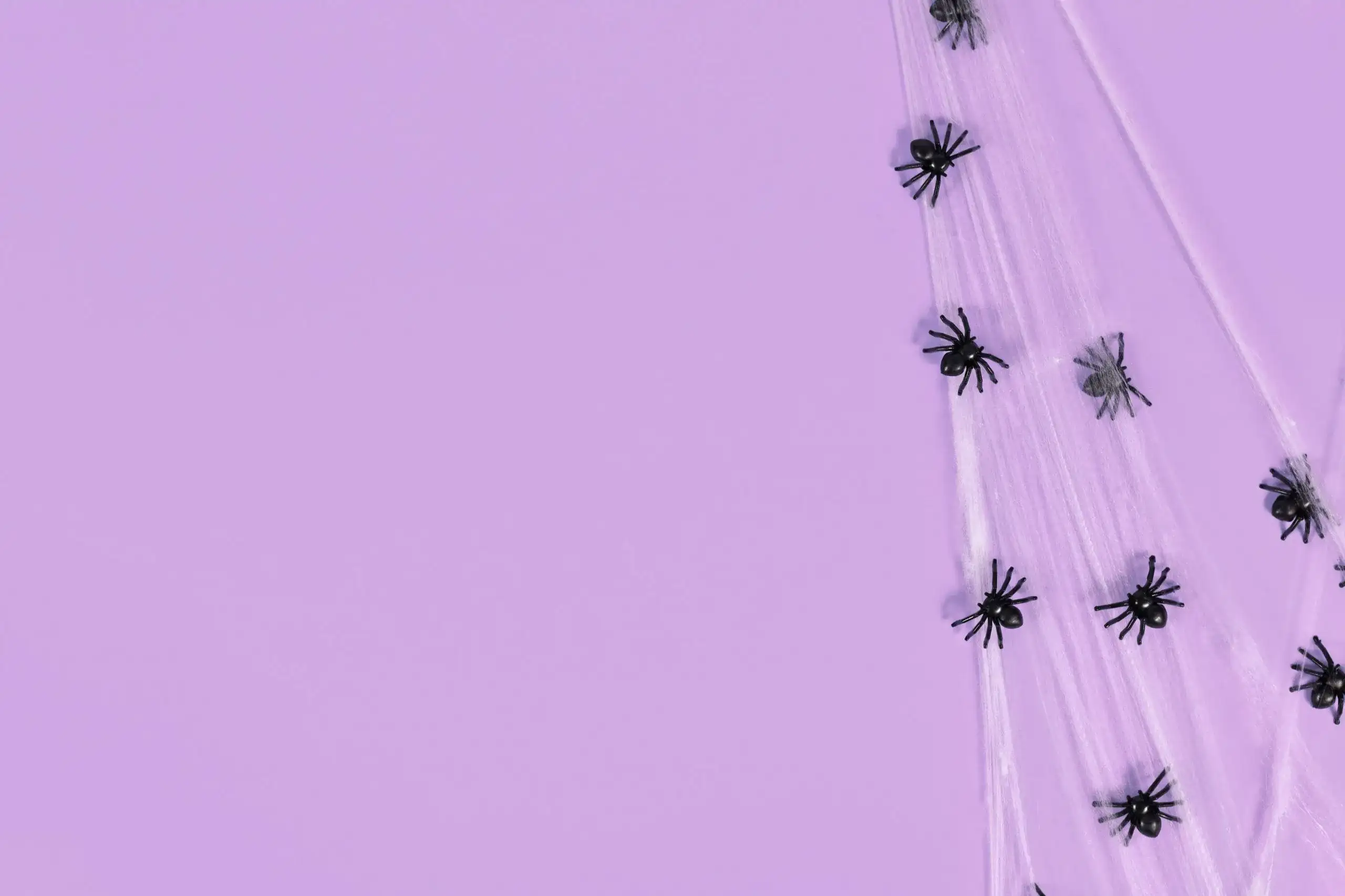 fake spider in purple background
