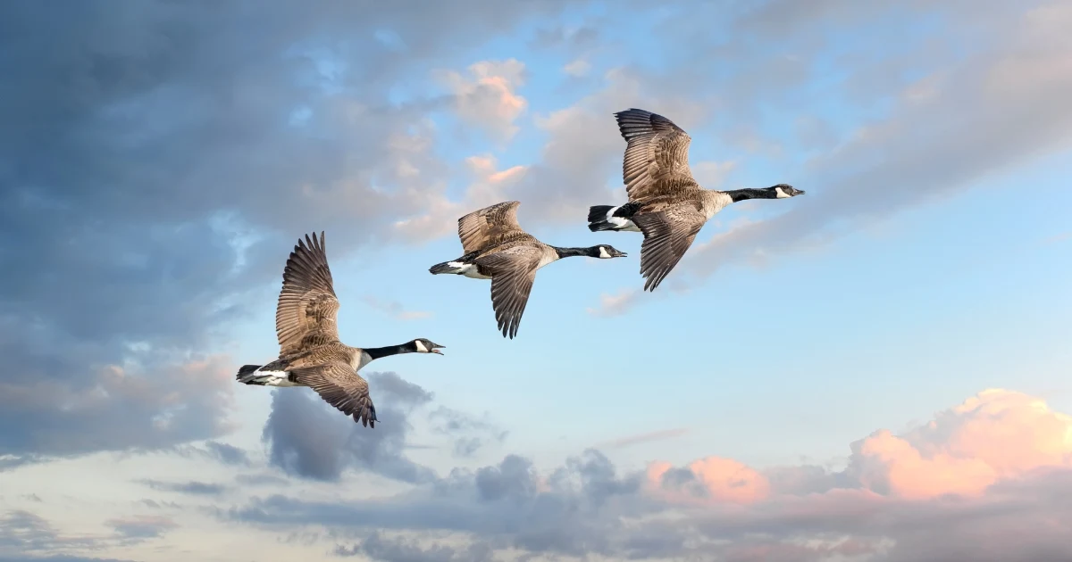 Three geese flying in the sky