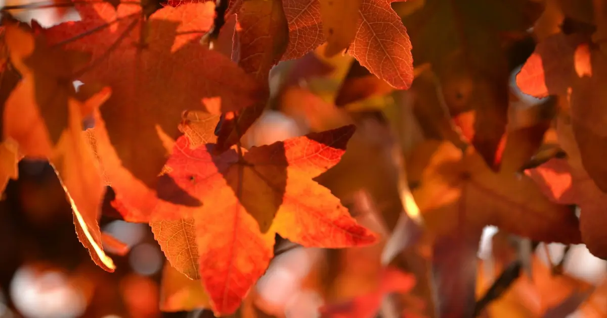red maple leaves