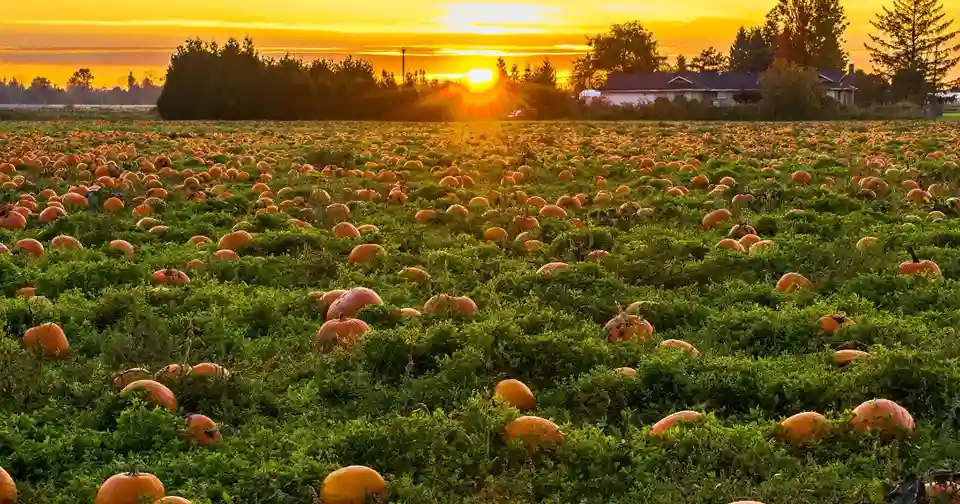 pumpkin patch with sunset in the background