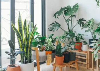 lucky plants to bring good fortune