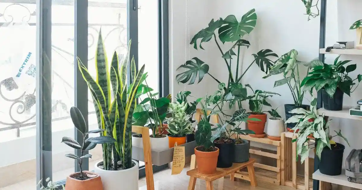 lucky plants to bring good fortune