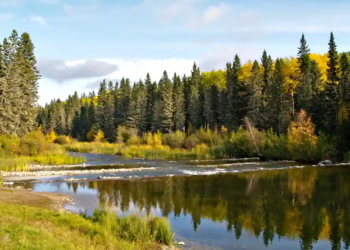 A serene forest scene in autumn, featuring a calm river reflecting tall evergreen trees and vibrant yellow foliage under a partly cloudy blue sky. Peaceful atmosphere.