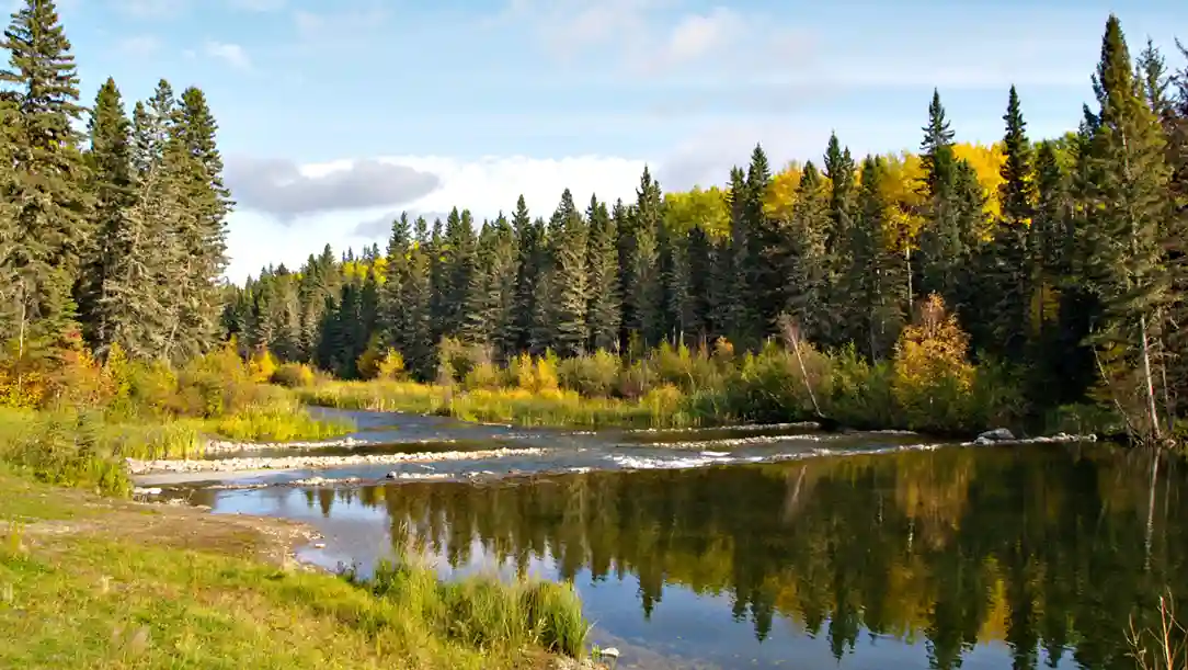 A serene forest scene in autumn, featuring a calm river reflecting tall evergreen trees and vibrant yellow foliage under a partly cloudy blue sky. Peaceful atmosphere.