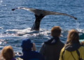 A group of people on a boat watch a whale tail emerge from the ocean. The mood is awe-inspired, with the sun glimmering on the water's surface.