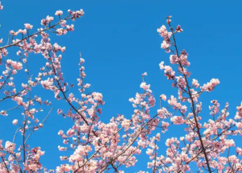 A serene scene of a cherry blossom festival, with blooming pink and white flowers. People admire the blossoms along a wooden walkway, creating a peaceful atmosphere.