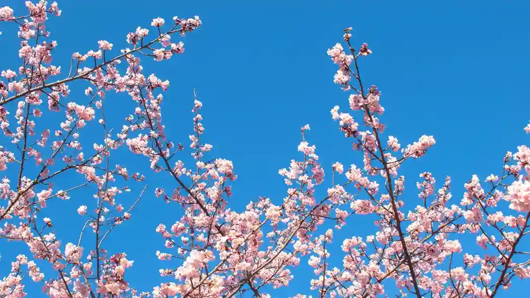 A serene scene of a cherry blossom festival, with blooming pink and white flowers. People admire the blossoms along a wooden walkway, creating a peaceful atmosphere.