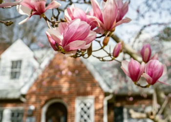 pink flowers blooming on a tree in front of house