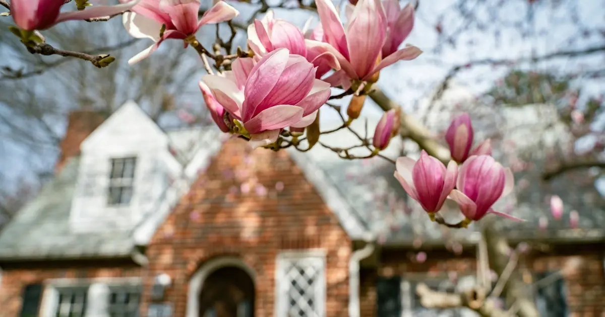 pink flowers blooming on a tree in front of house