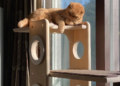 A ginger cat lounges on a wooden cat tree by a sunlit window, looking relaxed. The scene is cozy with soft sunlight and warm tones.