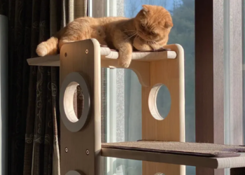 A ginger cat lounges on a wooden cat tree by a sunlit window, looking relaxed. The scene is cozy with soft sunlight and warm tones.