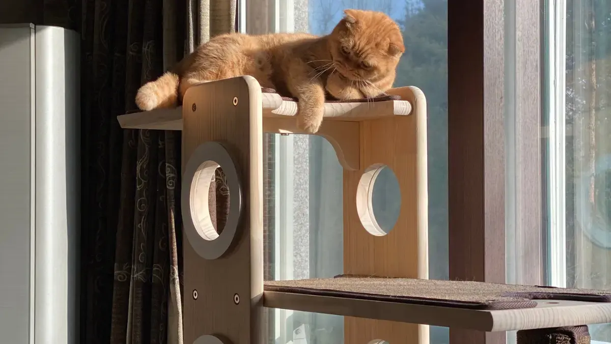 A ginger cat lounges on a wooden cat tree by a sunlit window, looking relaxed. The scene is cozy with soft sunlight and warm tones.