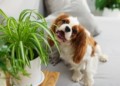 A small brown and white dog playfully nibbles on a potted plant's leaves on a gray sofa. The scene feels cozy and mischievous.