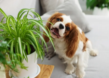 A small brown and white dog playfully nibbles on a potted plant's leaves on a gray sofa. The scene feels cozy and mischievous.