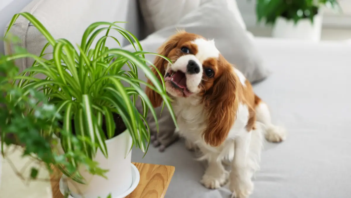 A small brown and white dog playfully nibbles on a potted plant's leaves on a gray sofa. The scene feels cozy and mischievous.