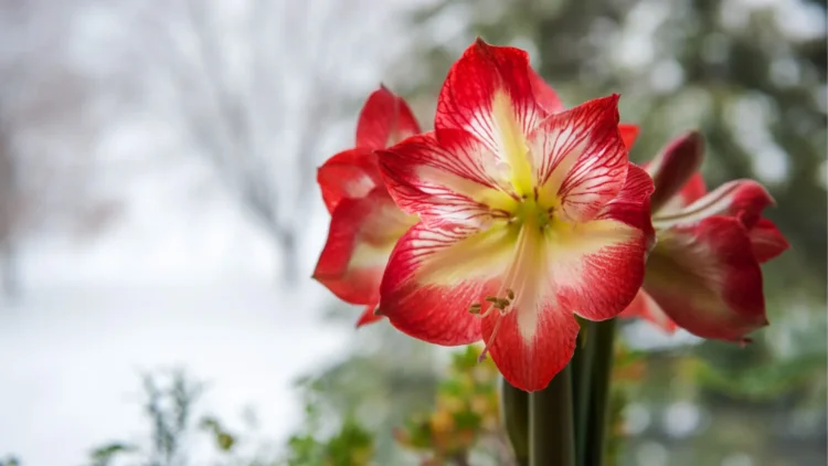 Close up of red and white Amaryllis flower