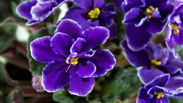 Purple African violets up close