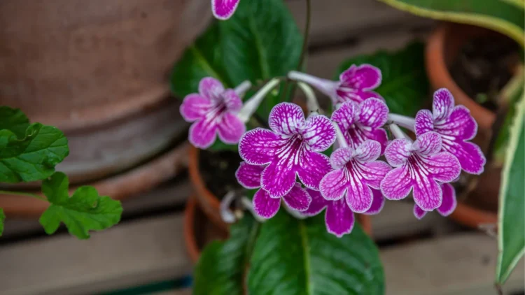 Close up of purple Cape primrose flowers