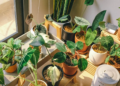 Indoor potted plants near window on shelf