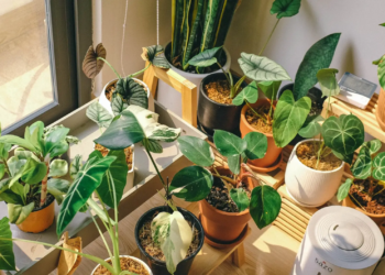 Indoor potted plants near window on shelf