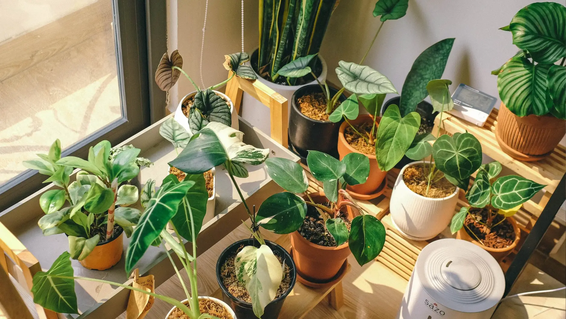 Indoor potted plants near window on shelf