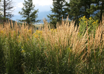 Perennial Ornamental Grass