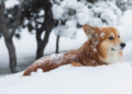 Dog laying in snow